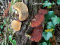 Daedaleopsis tricolor-amf1156-1
